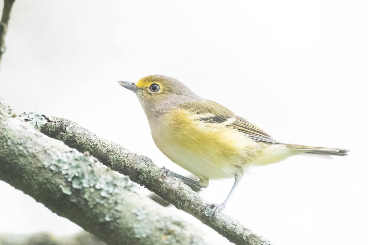 White-eyed Vireo - ML608688828