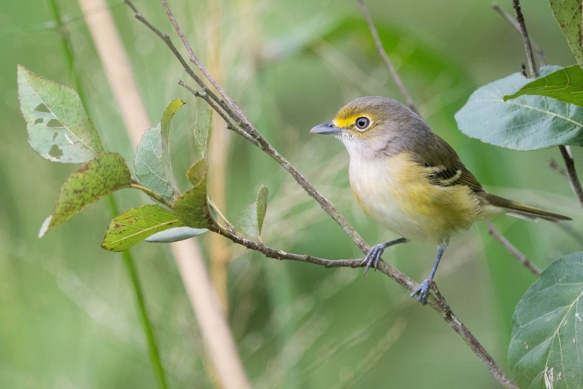 White-eyed Vireo - ML608688829