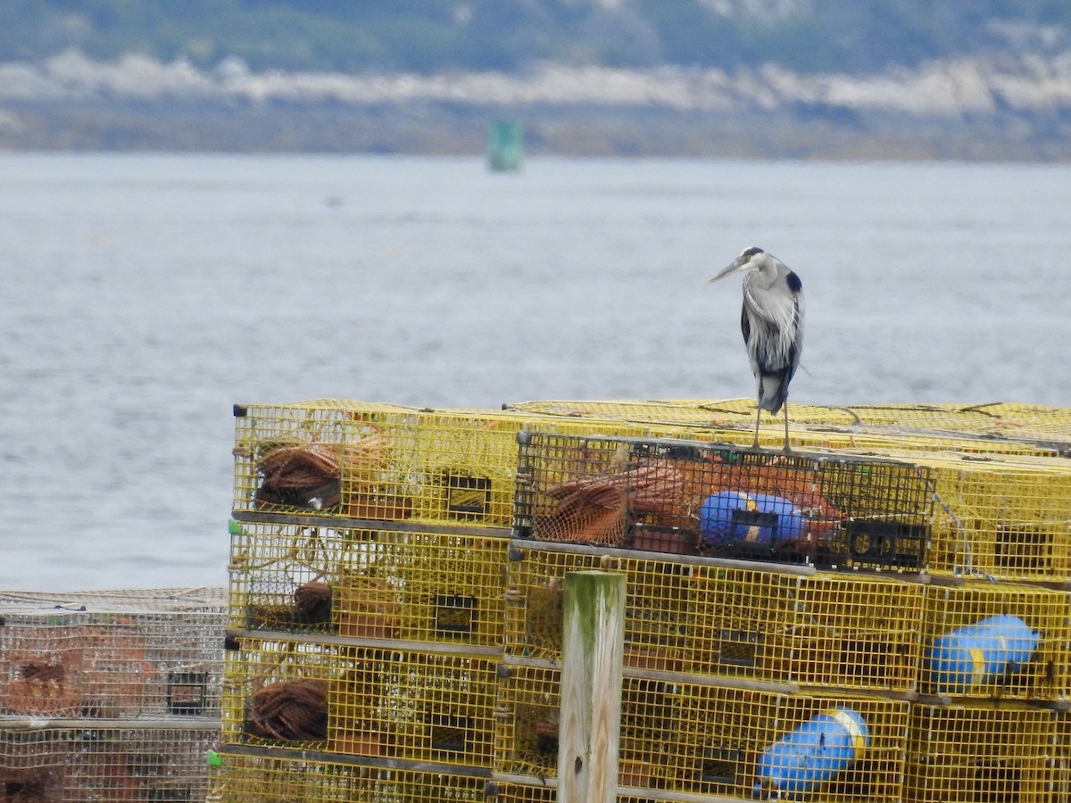Great Blue Heron - ML608688843