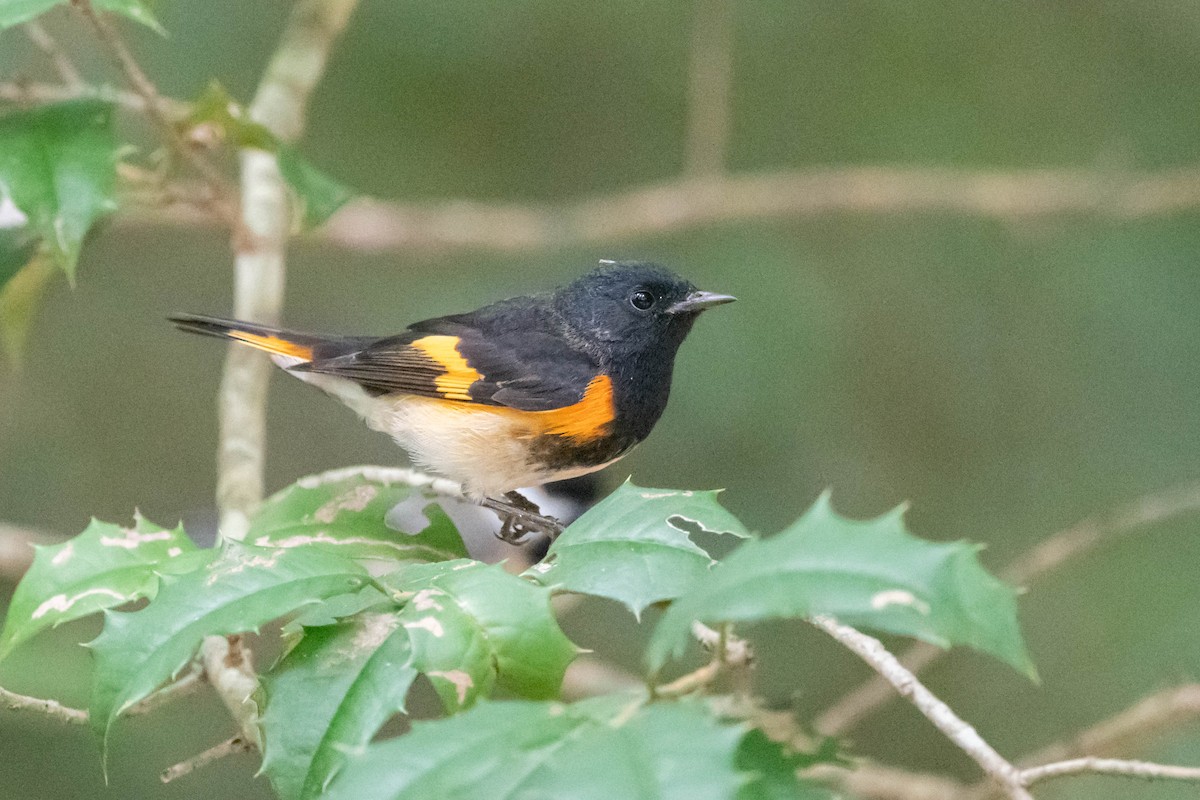 American Redstart - ML608688844