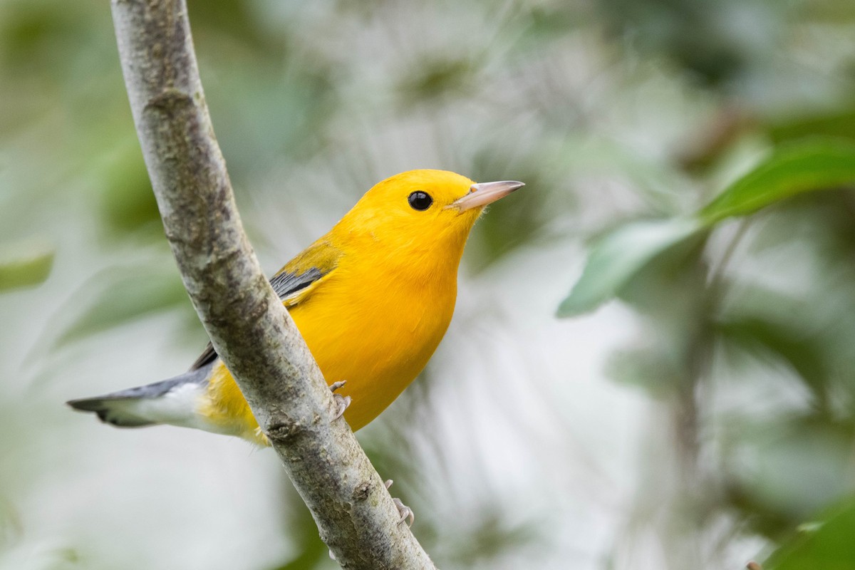 Prothonotary Warbler - ML608688849