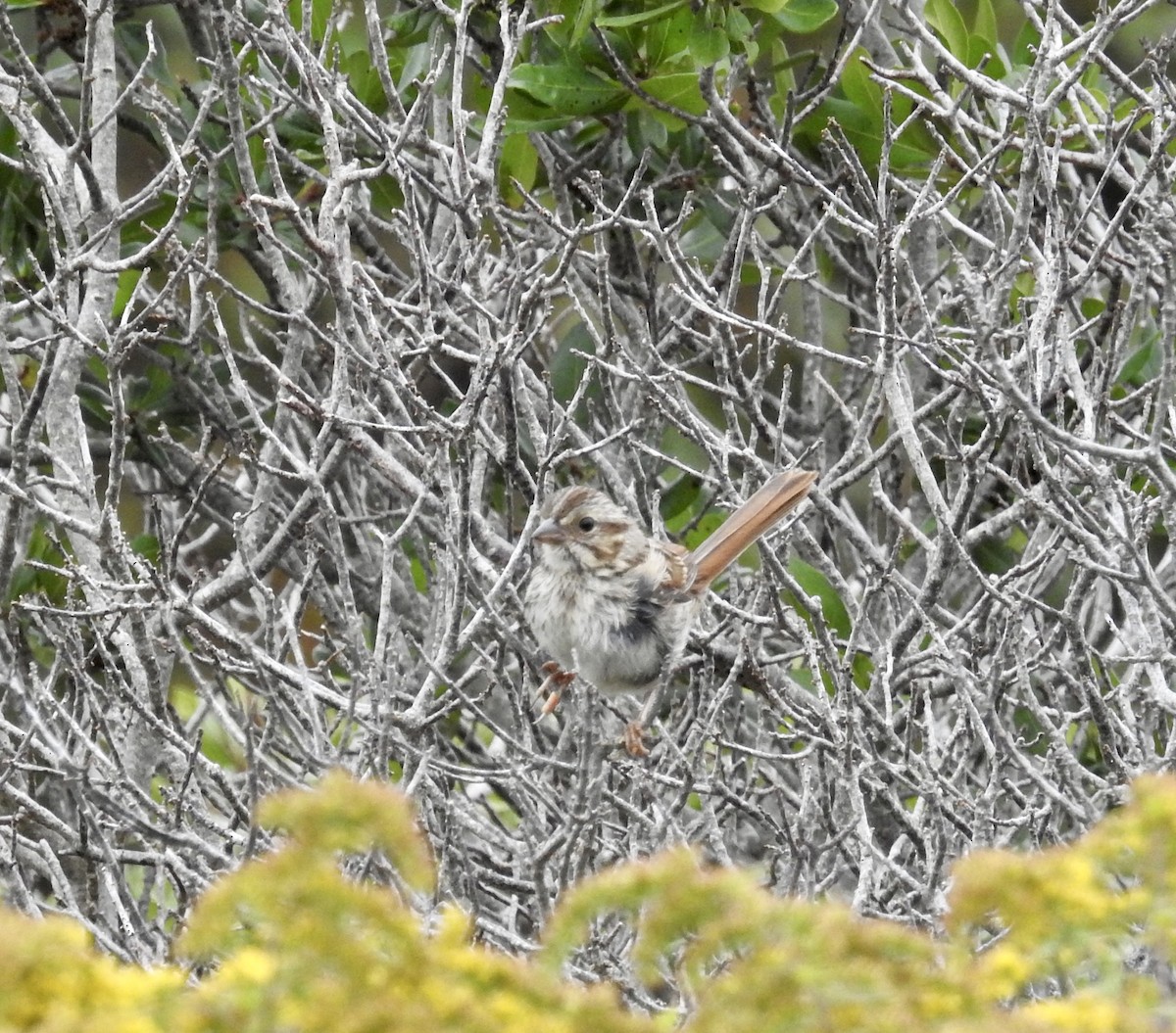 Swamp Sparrow - ML608688885