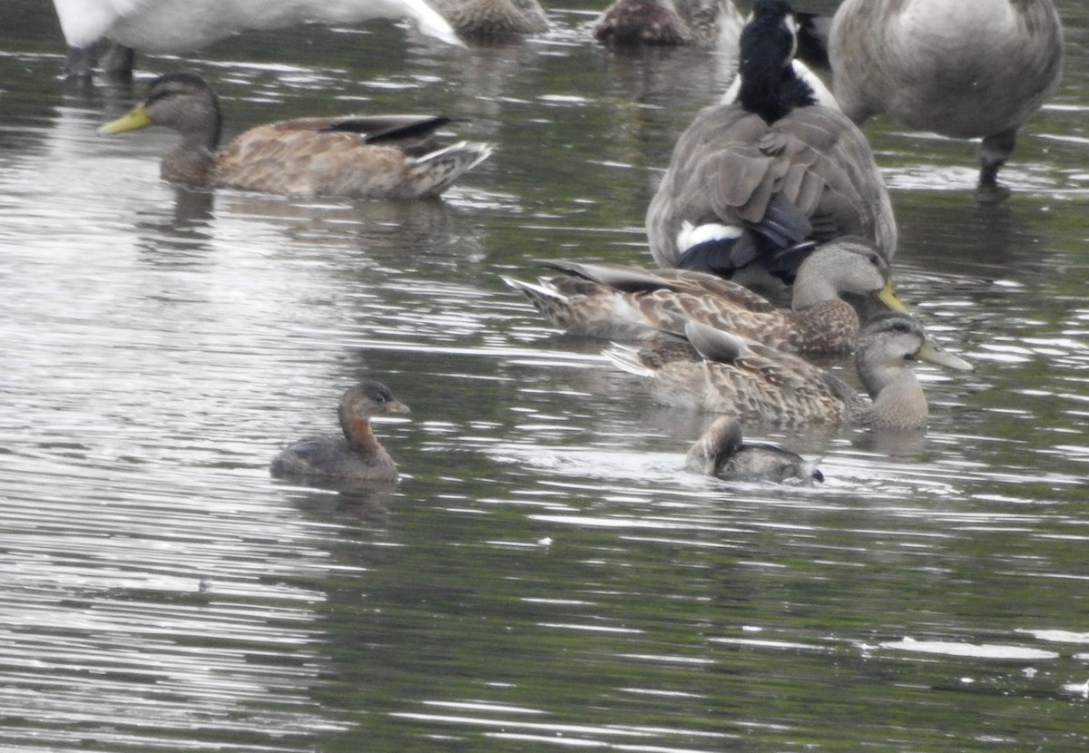 Pied-billed Grebe - ML608688902