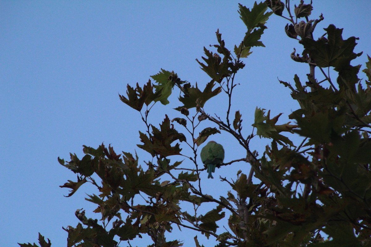 Rose-ringed Parakeet - Ann Monk