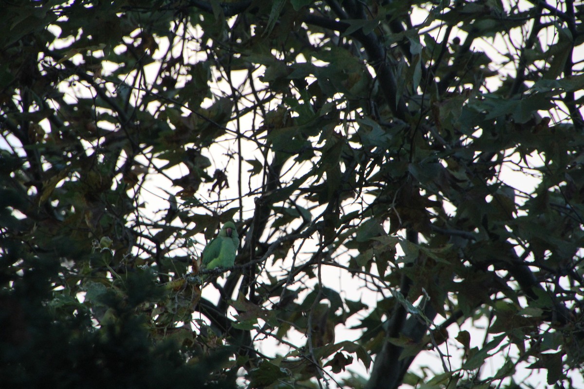 Rose-ringed Parakeet - ML608688931