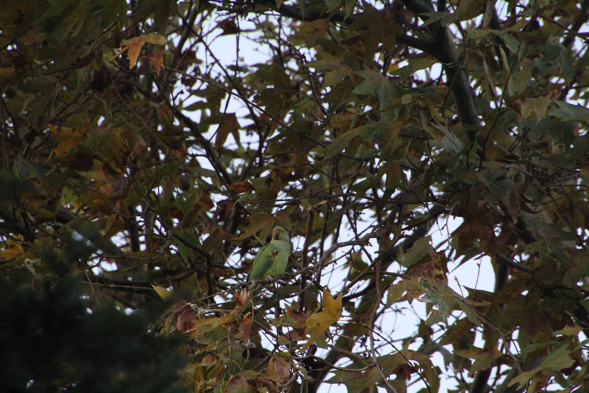 Rose-ringed Parakeet - ML608688933