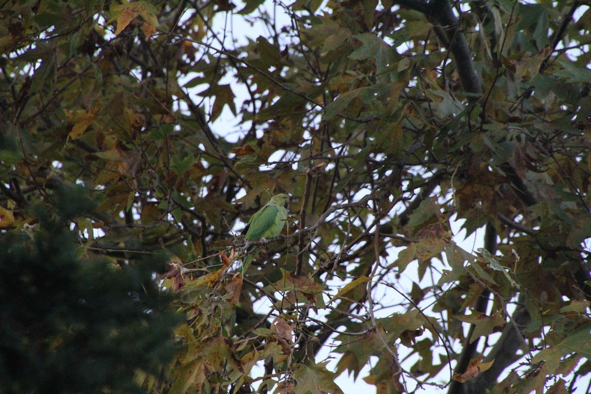 Rose-ringed Parakeet - ML608688934