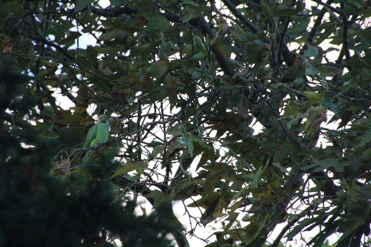 Rose-ringed Parakeet - ML608688937