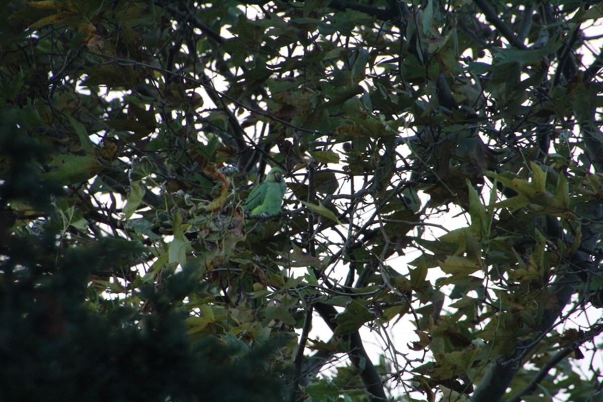 Rose-ringed Parakeet - ML608688938