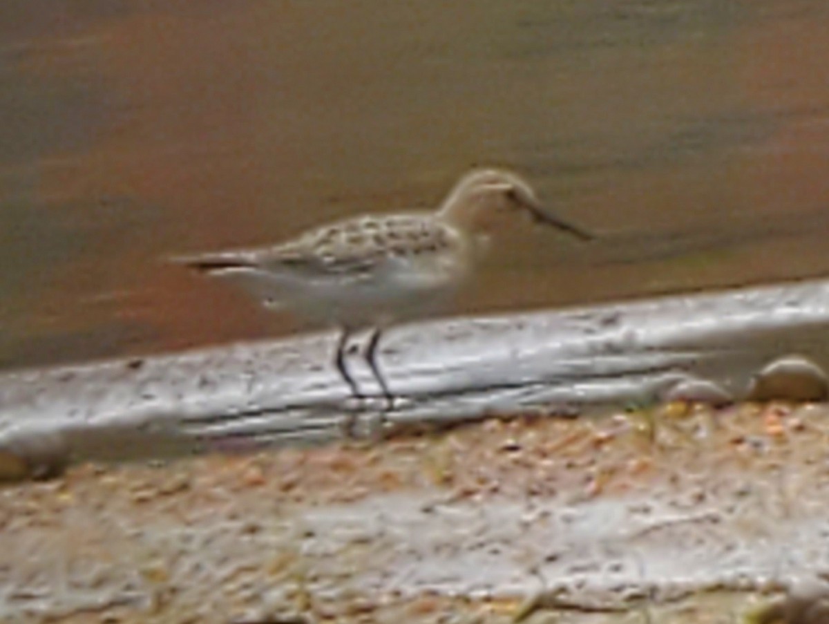 gulbrystsnipe - ML608688947