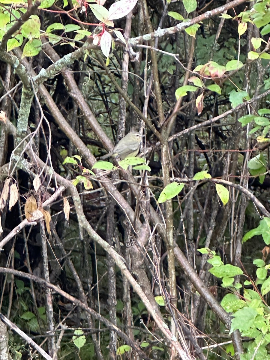 Philadelphia Vireo - ML608689050