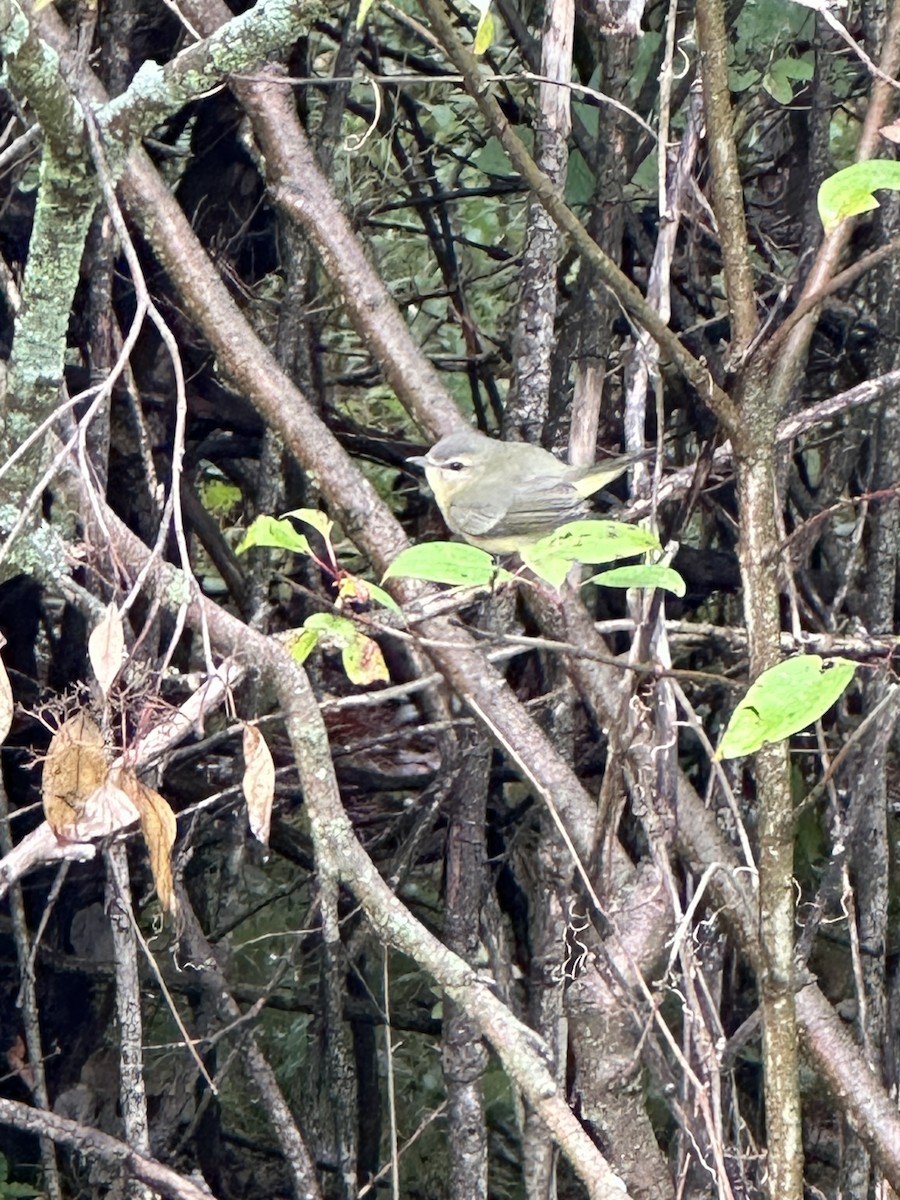 Vireo de Filadelfia - ML608689052