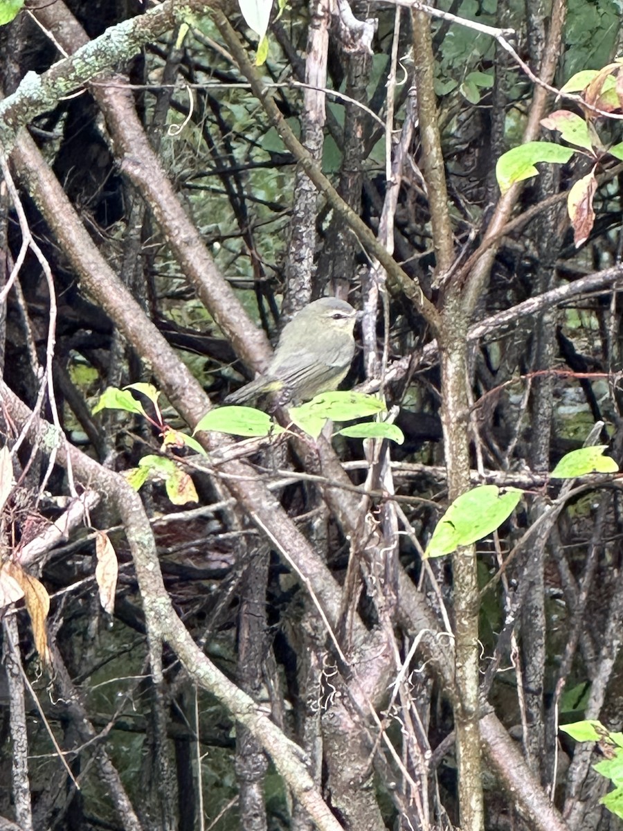 Philadelphia Vireo - ML608689054