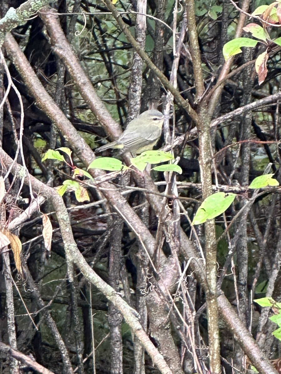 Philadelphia Vireo - ML608689055