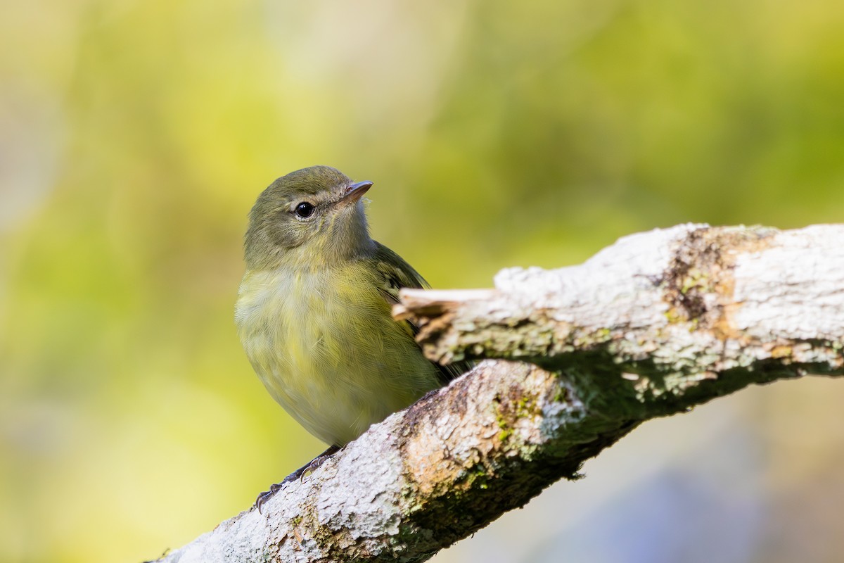 Greenish Tyrannulet - ML608689068