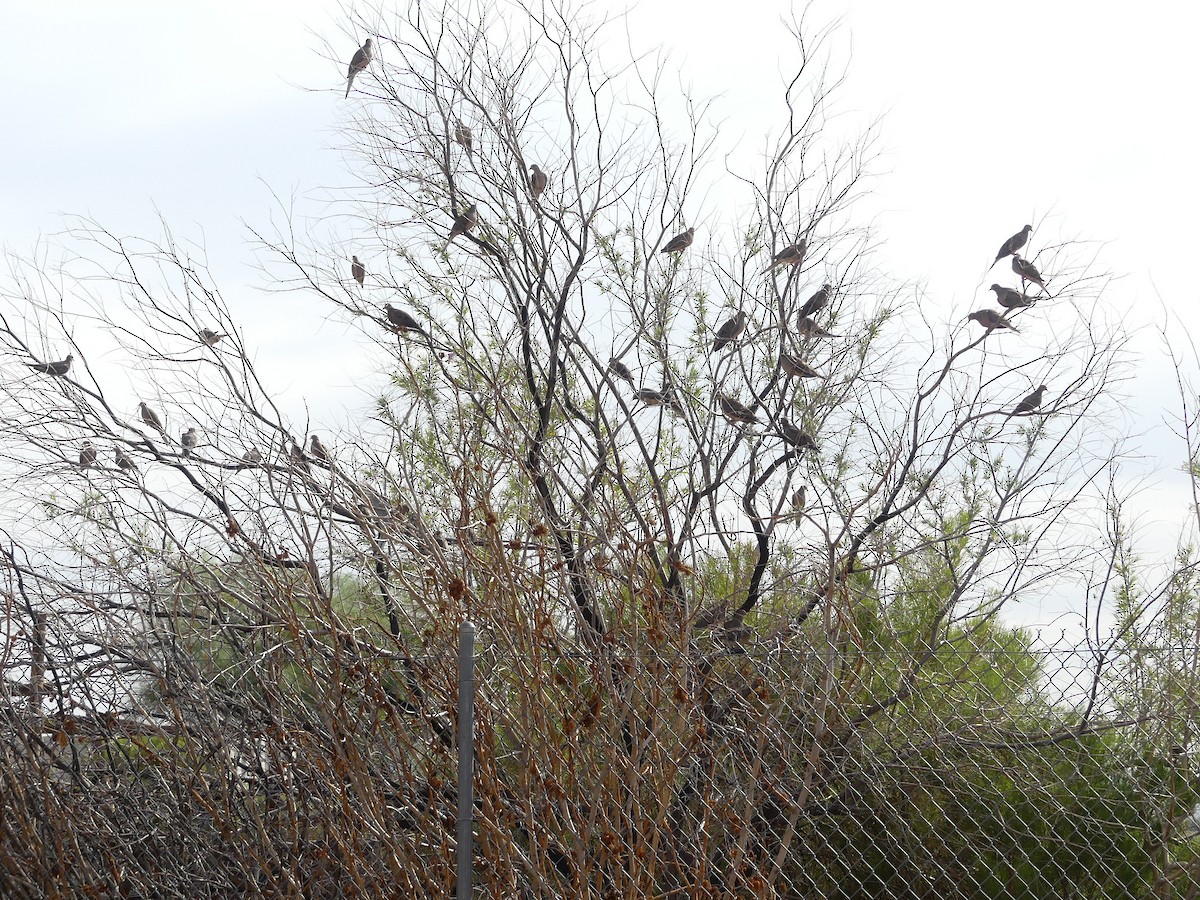 Mourning Dove - ML608689176