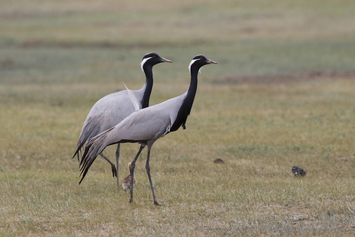 Demoiselle Crane - ML608689198