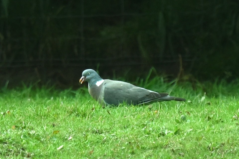 Common Wood-Pigeon - ML608689262