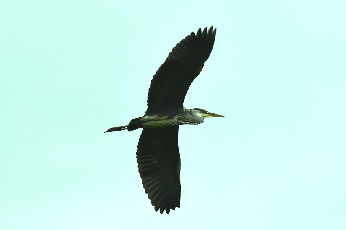 Gray Heron - ML608689270