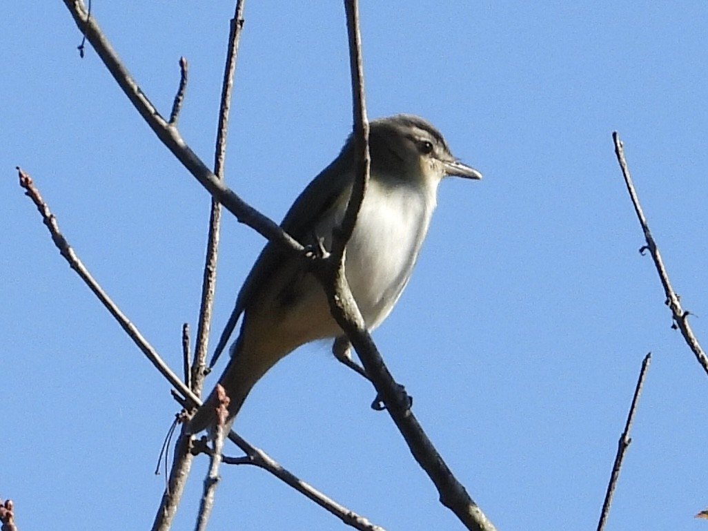 Red-eyed Vireo - ML608689353