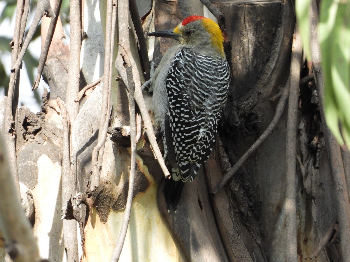 Golden-fronted Woodpecker - ML608689365