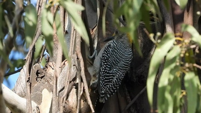 Golden-fronted Woodpecker - ML608689369