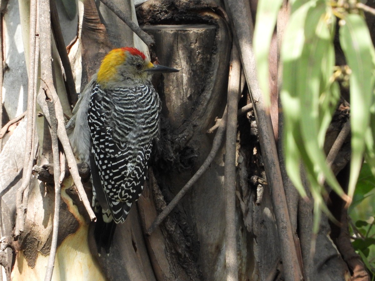 Golden-fronted Woodpecker - ML608689407