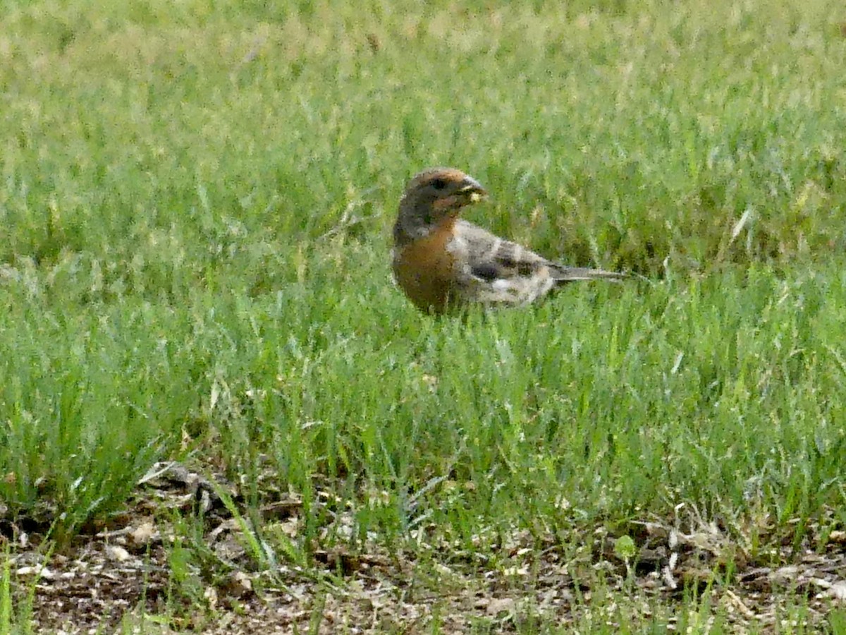 Black-headed Grosbeak - ML608689409