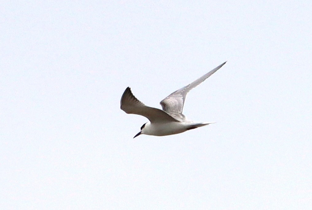 Common Tern - ML608689429