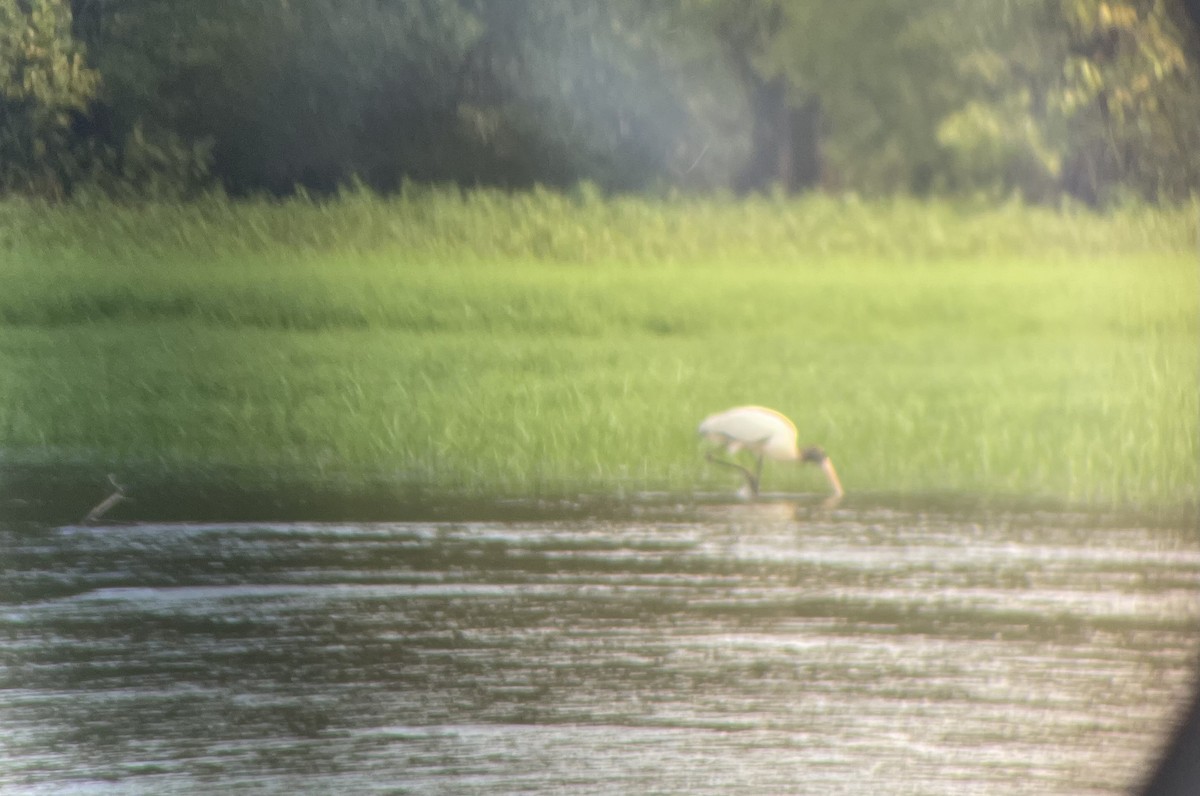 Wood Stork - ML608689540