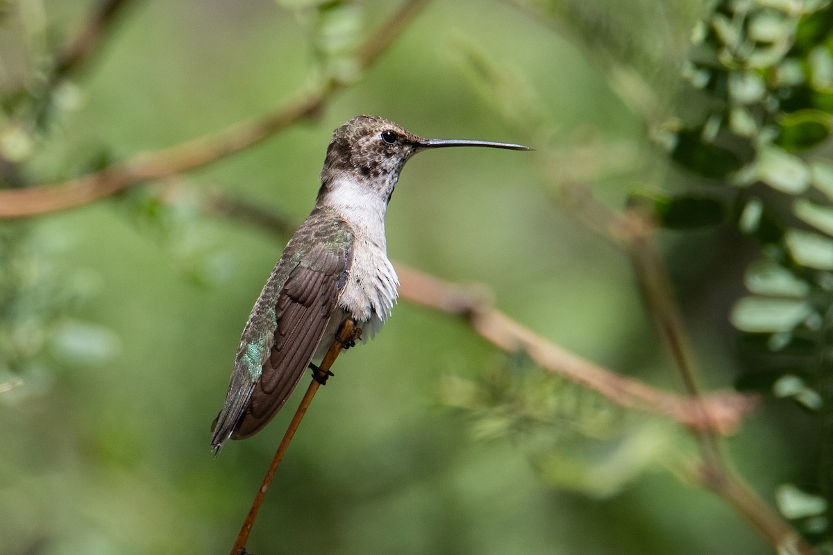 Black-chinned Hummingbird - Cameron Johnson