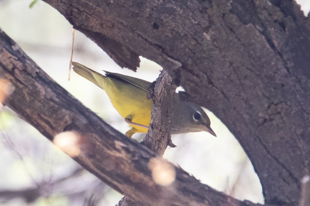 MacGillivray's Warbler - ML608689559