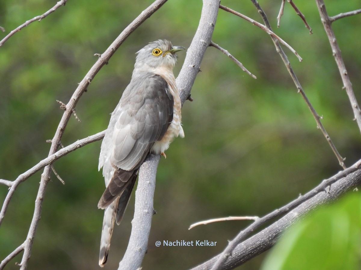 Common Hawk-Cuckoo - Nachiket Kelkar