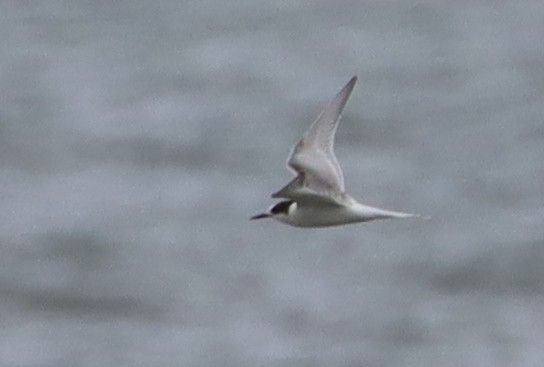 Common Tern - ML608689601