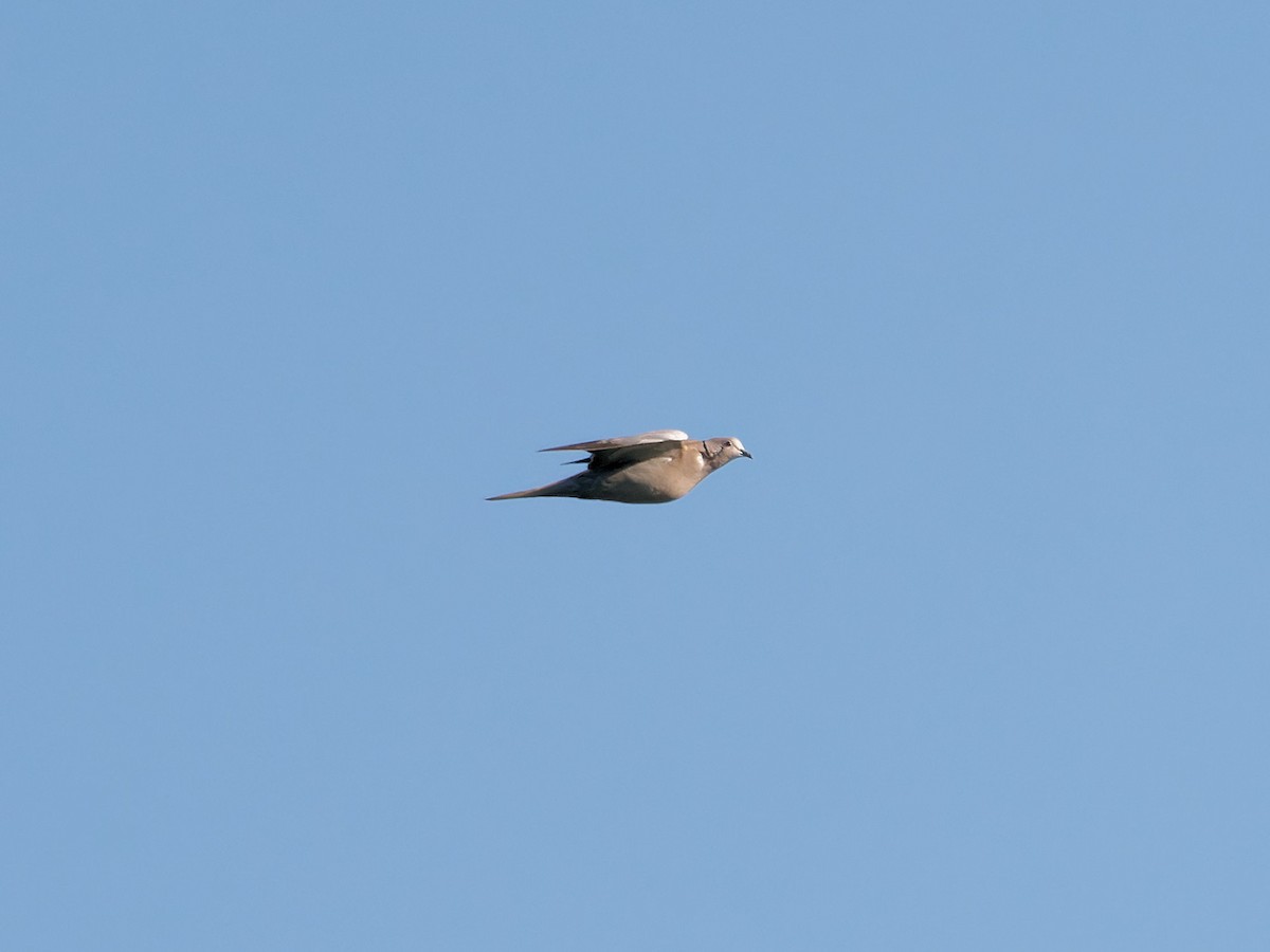 Eurasian Collared-Dove - ML608689606