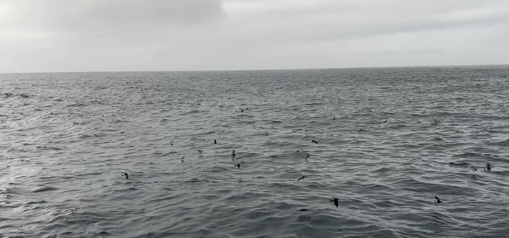 黃蹼洋海燕 - ML608689652
