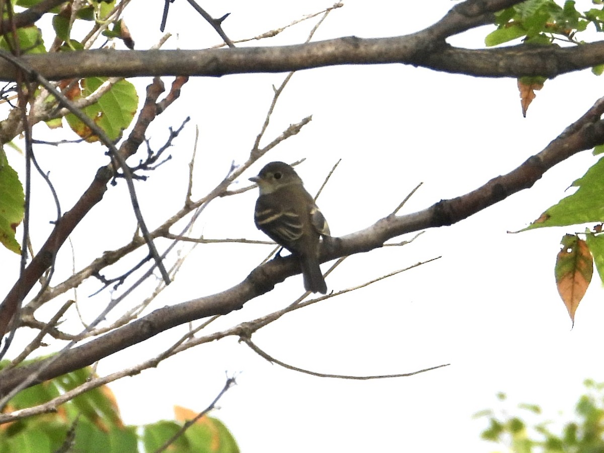 Least Flycatcher - Robin M