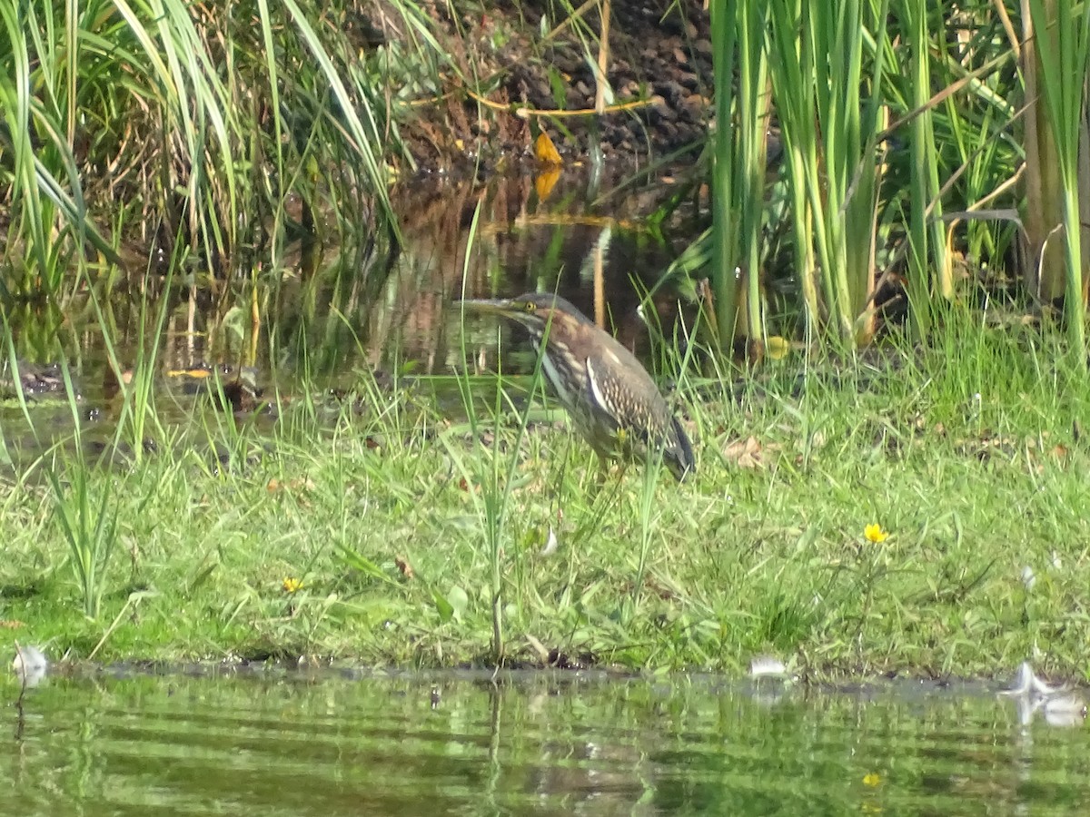 Green Heron - ML608689712