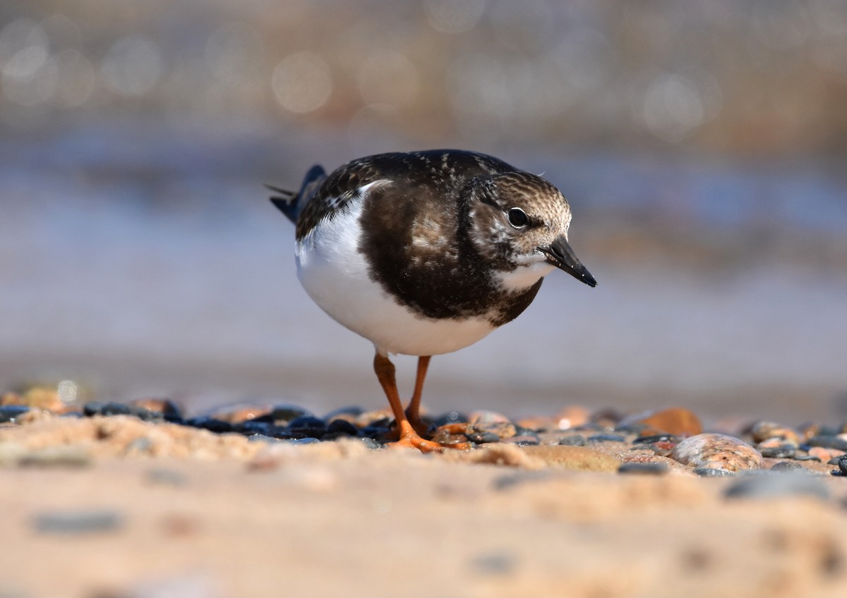 Ruddy Turnstone - Lawrence Grennan