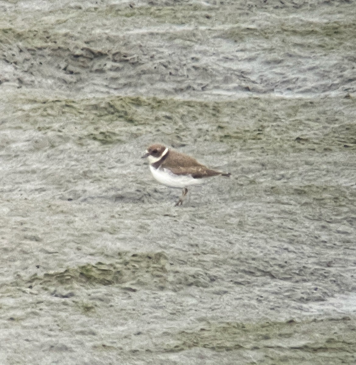 Semipalmated Plover - ML608689800