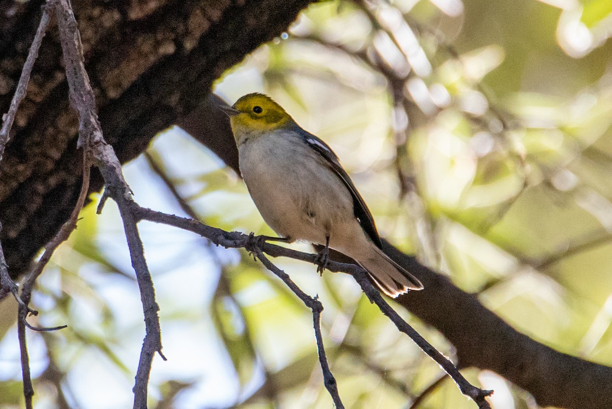 Hermit Warbler - Cameron Johnson