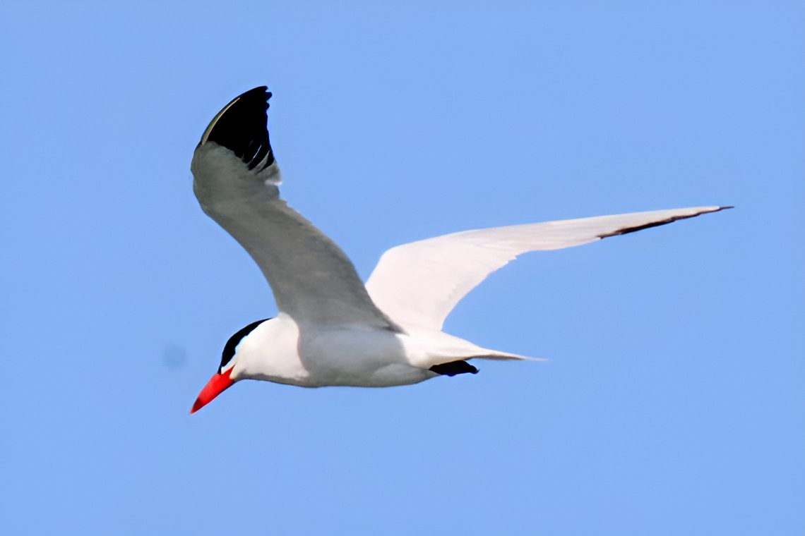 Caspian Tern - ML608689910