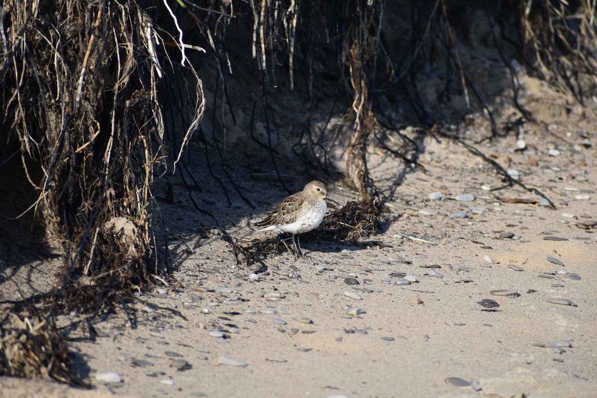 Dunlin - Jean Gaudreault