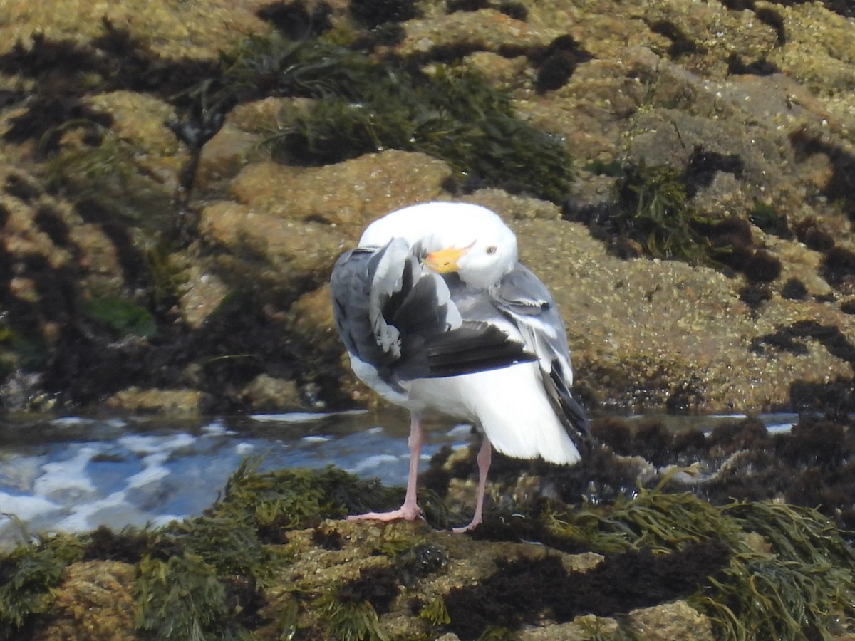 Goéland d'Audubon - ML608690025