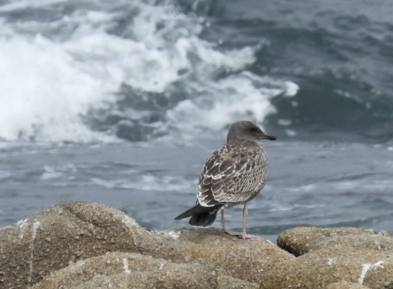 Western Gull - ML608690030