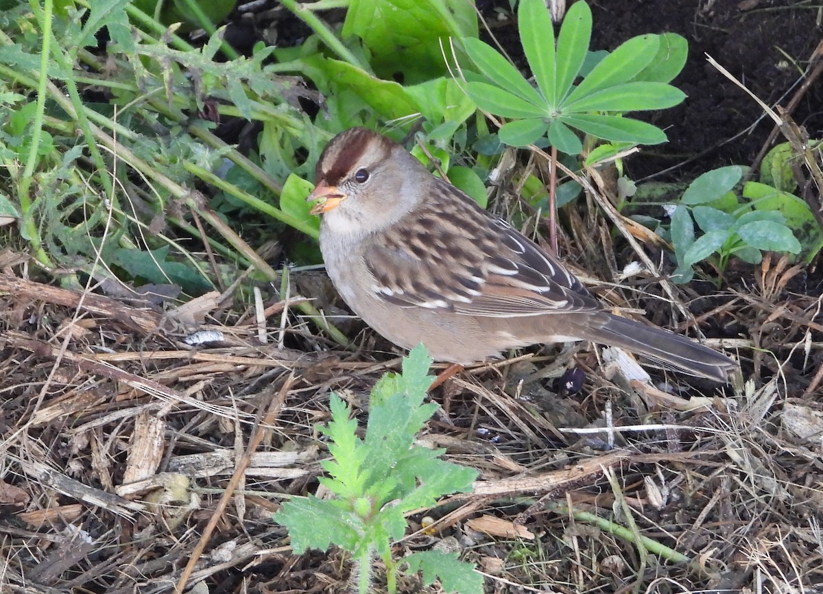 White-crowned Sparrow - Helen Diakow