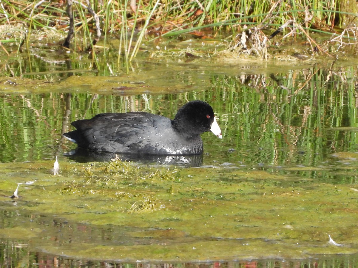 American Coot - ML608690127