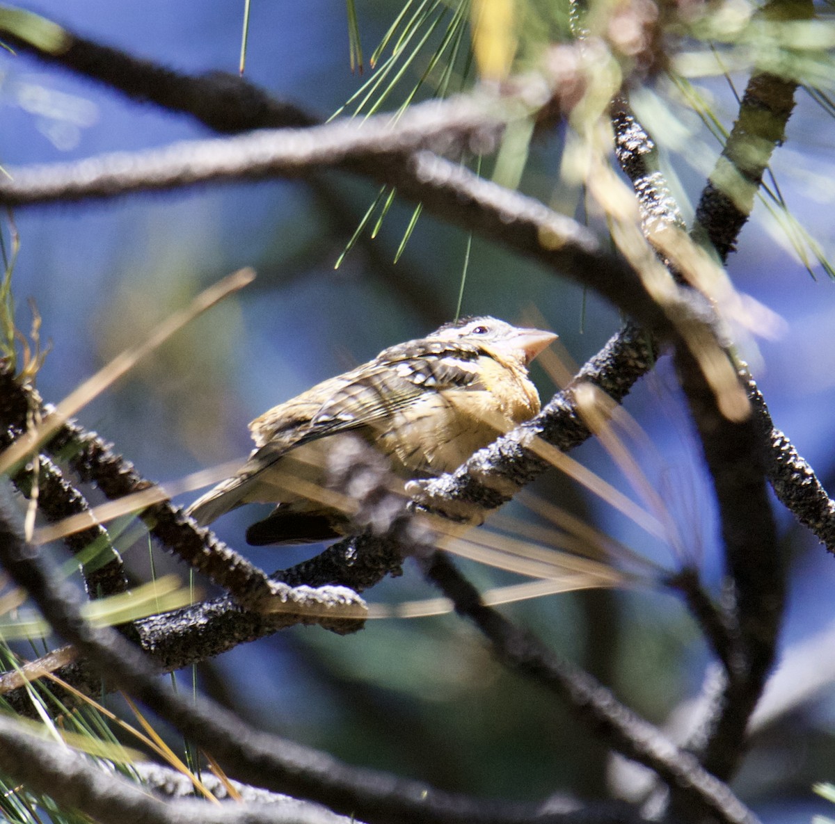 Black-headed Grosbeak - Jordan Juzdowski