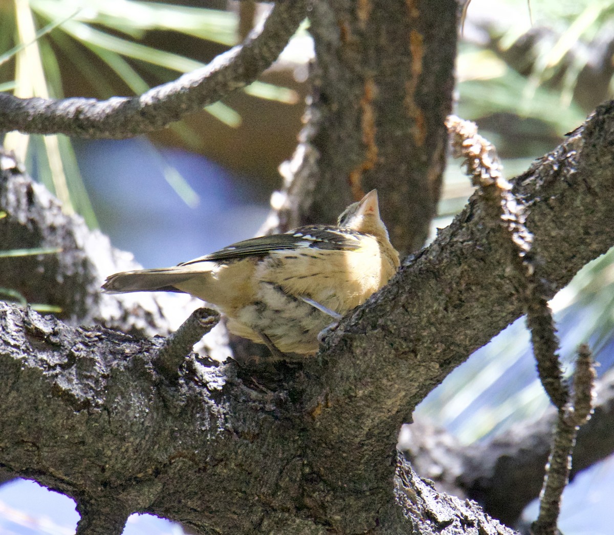 Black-headed Grosbeak - Jordan Juzdowski