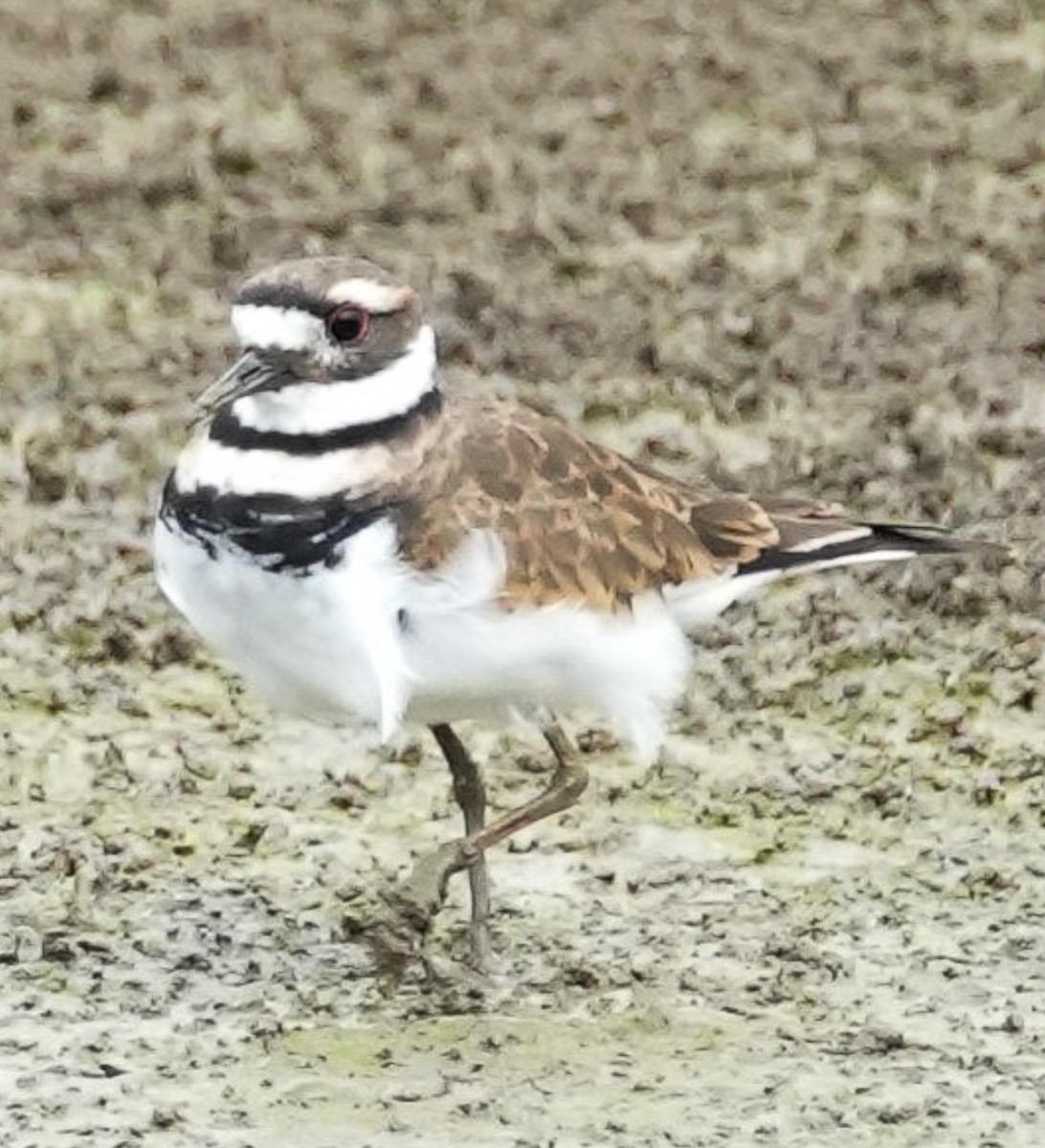 Killdeer - ML608690487